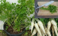 Hamburg ROOTED Parsley seeds, Heirloom vegetable - Caribbean garden seed