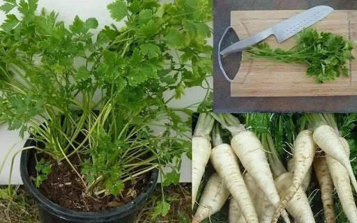 Hamburg ROOTED Parsley seeds, Heirloom vegetable - Caribbean garden seed