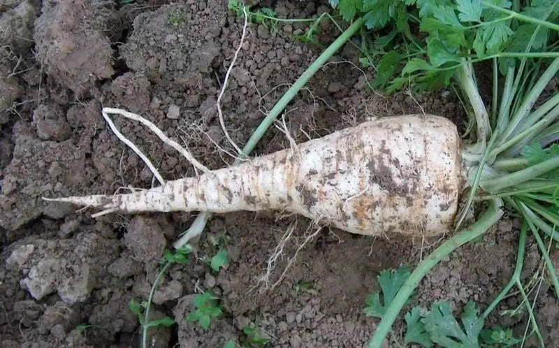 Hamburg ROOTED Parsley seeds, Heirloom vegetable - Caribbean garden seed