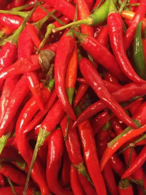 HANOI RED Pepper (Capsicum annuum) medium Heat , Asian Vegetable - Caribbean garden seed
