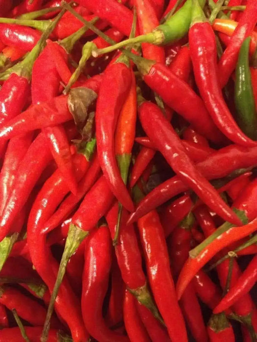 HANOI RED Pepper (Capsicum annuum) medium Heat , Asian Vegetable - Caribbean garden seed