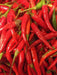 HANOI RED Pepper (Capsicum annuum) medium Heat , Asian Vegetable - Caribbean garden seed