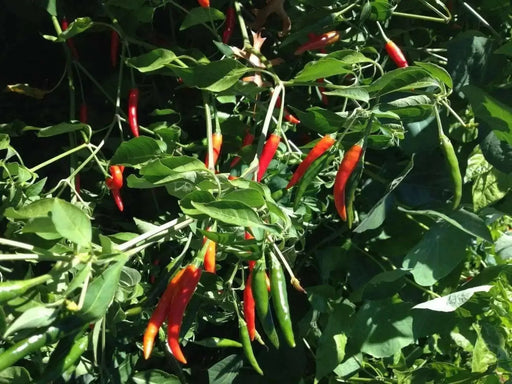 HANOI RED Pepper (Capsicum annuum) medium Heat , Asian Vegetable - Caribbean garden seed