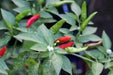 HANOI RED Pepper (Capsicum annuum) medium Heat , Asian Vegetable - Caribbean garden seed