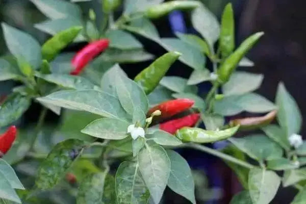 HANOI RED Pepper (Capsicum annuum) medium Heat , Asian Vegetable - Caribbean garden seed