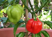 HABANERO MARTINQUE Pepper Seeds, Capsicum chinense , Hot. - Caribbean garden seed