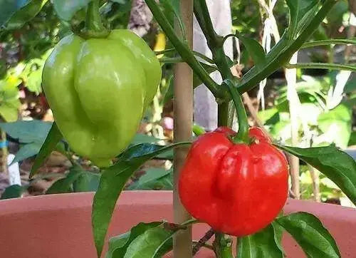 HABANERO MARTINQUE Pepper Seeds, Capsicum chinense , Hot. - Caribbean garden seed