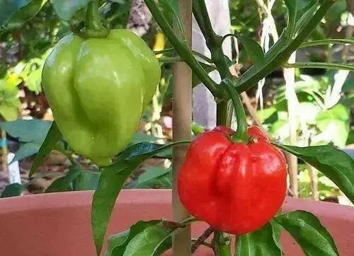 HABANERO MARTINQUE Pepper Seeds, Capsicum chinense , Hot. - Caribbean garden seed