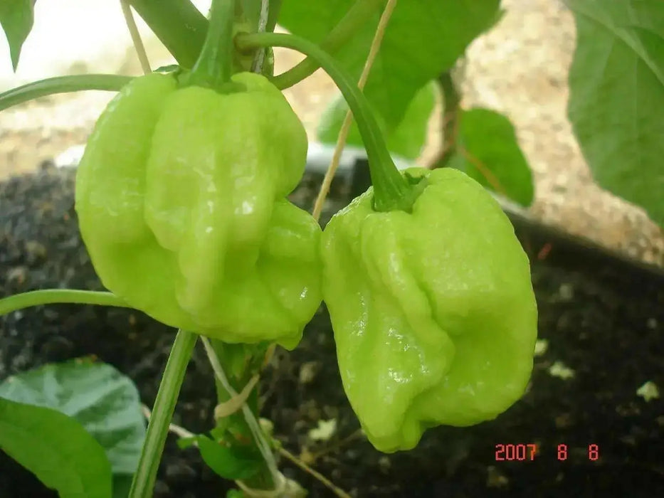 HABANERO MARTINQUE Pepper Seeds, Capsicum chinense , Hot. - Caribbean garden seed