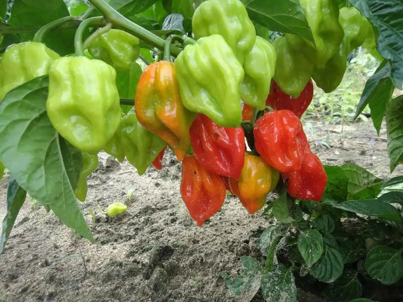HABANERO MARTINQUE Pepper Seeds, Capsicum chinense , Hot. - Caribbean garden seed