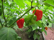 HABANERO MARTINQUE Pepper Seeds, Capsicum chinense , Hot. - Caribbean garden seed