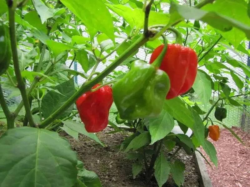 HABANERO MARTINQUE Pepper Seeds, Capsicum chinense , Hot. - Caribbean garden seed