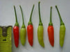 GUAM BOONIE  ,HOT PEPPER Seeds (Capsicum frutescens) - Caribbean garden seed
