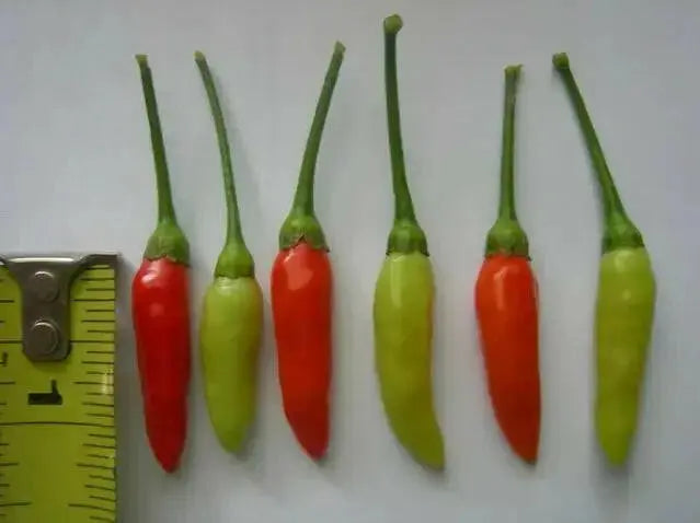 GUAM BOONIE  ,HOT PEPPER Seeds (Capsicum frutescens) - Caribbean garden seed