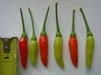GUAM BOONIE  ,HOT PEPPER Seeds (Capsicum frutescens) - Caribbean garden seed
