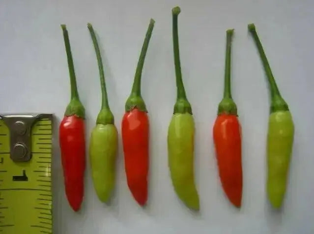 GUAM BOONIE  ,HOT PEPPER Seeds (Capsicum frutescens) - Caribbean garden seed