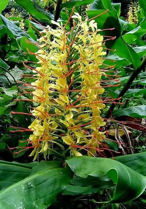 Hardy Ginger Lily SEEDS,TROPICAL FLOWERS - Caribbean garden seed