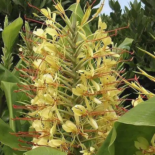 Hardy Ginger Lily SEEDS,TROPICAL FLOWERS - Caribbean garden seed