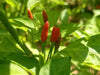 GUAM BOONIE  ,HOT PEPPER Seeds (Capsicum frutescens) - Caribbean garden seed