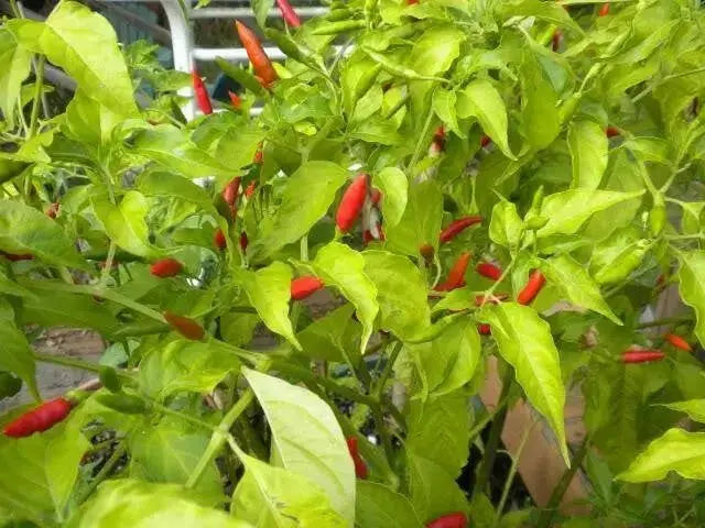 GUAM BOONIE  ,HOT PEPPER Seeds (Capsicum frutescens) - Caribbean garden seed