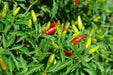 GUAM BOONIE  ,HOT PEPPER Seeds (Capsicum frutescens) - Caribbean garden seed