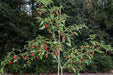 GUAM BOONIE  ,HOT PEPPER Seeds (Capsicum frutescens) - Caribbean garden seed