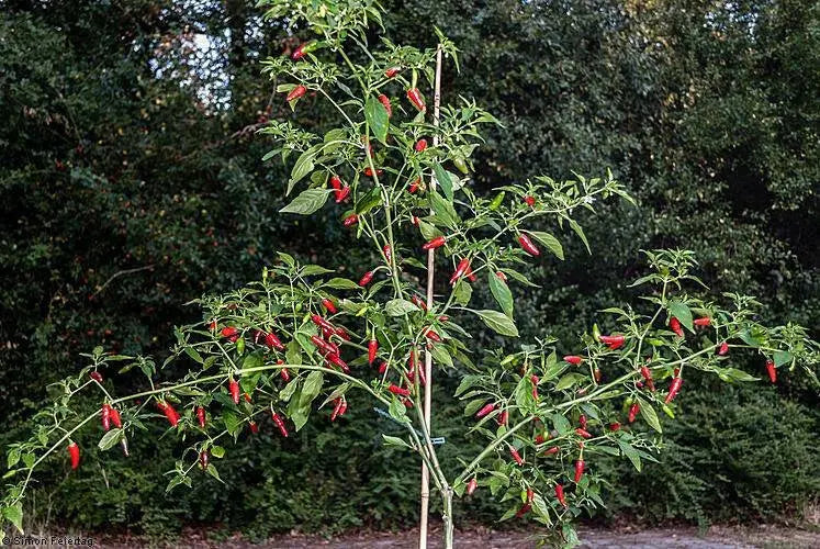 GUAM BOONIE  ,HOT PEPPER Seeds (Capsicum frutescens) - Caribbean garden seed