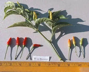 GUAM BOONIE  ,HOT PEPPER Seeds (Capsicum frutescens) - Caribbean garden seed