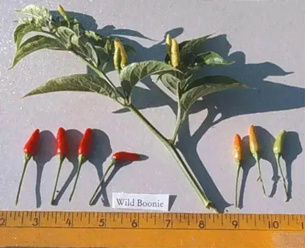 GUAM BOONIE  ,HOT PEPPER Seeds (Capsicum frutescens) - Caribbean garden seed