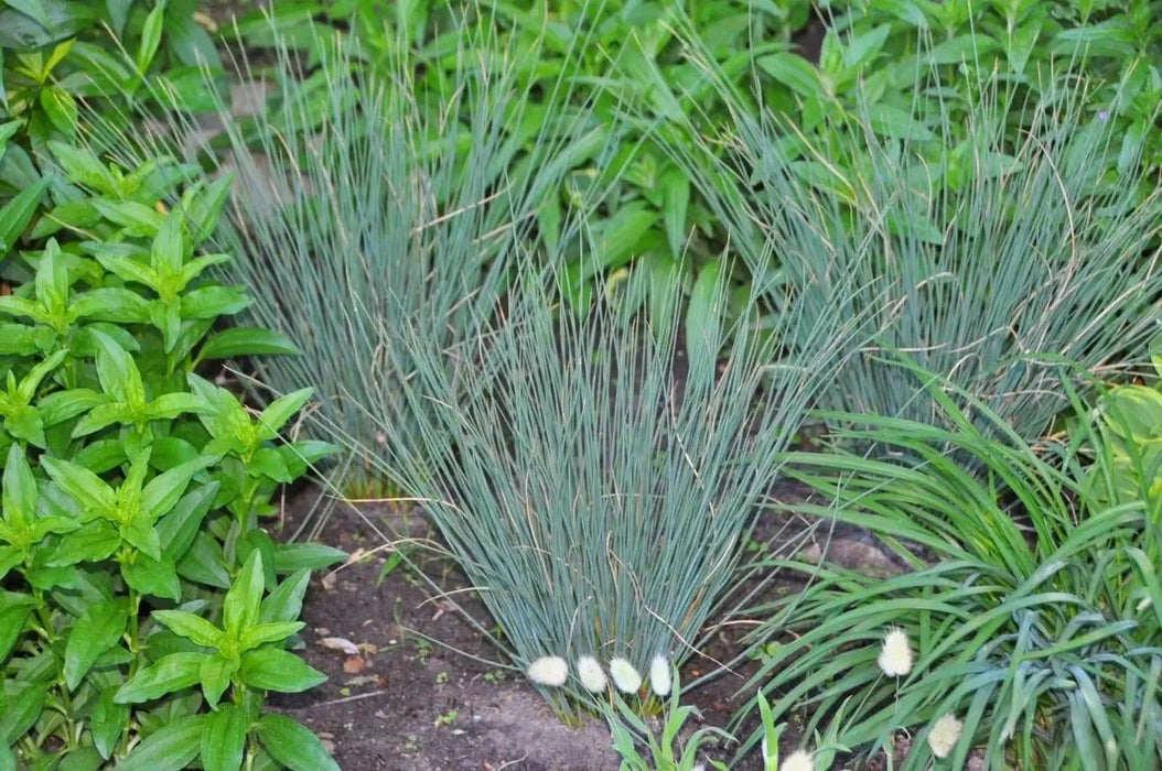 Hard Rush  SEEDS (JUNCUS inflexus)  [Blue Arrows] Ornamental Grass, - Caribbean garden seed