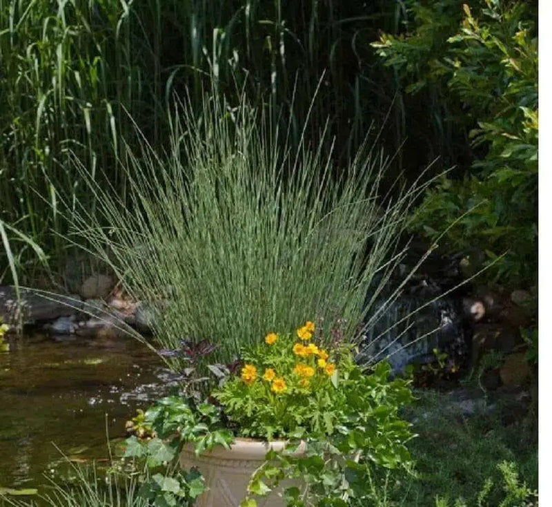 Hard Rush  SEEDS (JUNCUS inflexus)  [Blue Arrows] Ornamental Grass, - Caribbean garden seed