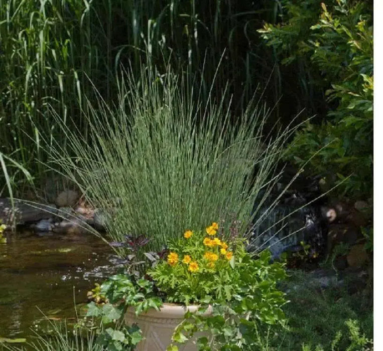 Hard Rush  SEEDS (JUNCUS inflexus)  [Blue Arrows] Ornamental Grass, - Caribbean garden seed
