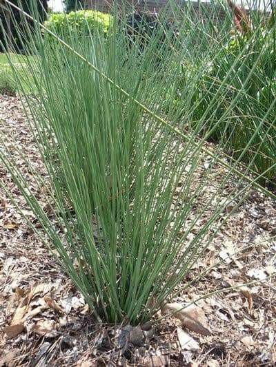 Hard Rush  SEEDS (JUNCUS inflexus)  [Blue Arrows] Ornamental Grass, - Caribbean garden seed