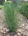 Hard Rush  SEEDS (JUNCUS inflexus)  [Blue Arrows] Ornamental Grass, - Caribbean garden seed