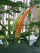 Hawk Claw Pepper Seeds - Capsicum annuum - Caribbean garden seed