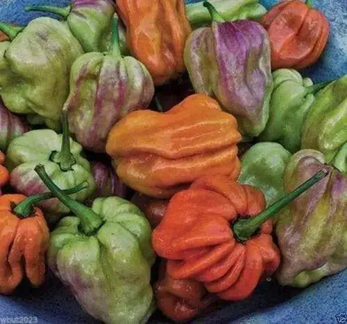 Habanero Mustard , HOT Pepper seed -Capsicum Chinense - Caribbean garden seed