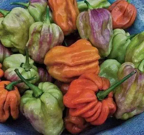Habanero Mustard , HOT Pepper seed -Capsicum Chinense - Caribbean garden seed
