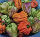 Habanero Mustard , HOT Pepper seed -Capsicum Chinense - Caribbean garden seed