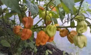 Habanero Mustard , HOT Pepper seed -Capsicum Chinense - Caribbean garden seed