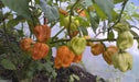 Habanero Mustard , HOT Pepper seed -Capsicum Chinense - Caribbean garden seed