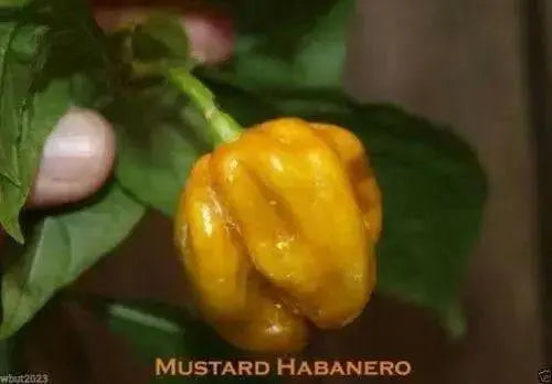Habanero Mustard , HOT Pepper seed -Capsicum Chinense - Caribbean garden seed