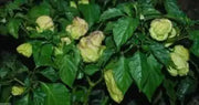 Habanero Mustard , HOT Pepper seed -Capsicum Chinense - Caribbean garden seed