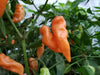 Habanada SEASONING PEPPER ( Capsicum chinense) LIVE PLANT - Caribbean garden seed