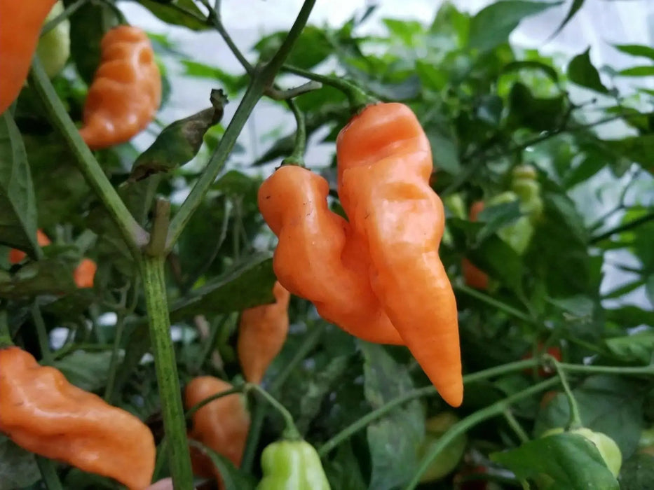 Habanada SEASONING PEPPER ( Capsicum chinense) LIVE PLANT - Caribbean garden seed