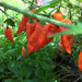 Habanada SEASONING PEPPER ( Capsicum chinense) LIVE PLANT - Caribbean garden seed