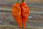 Habanada SEASONING PEPPER ( Capsicum chinense) LIVE PLANT - Caribbean garden seed