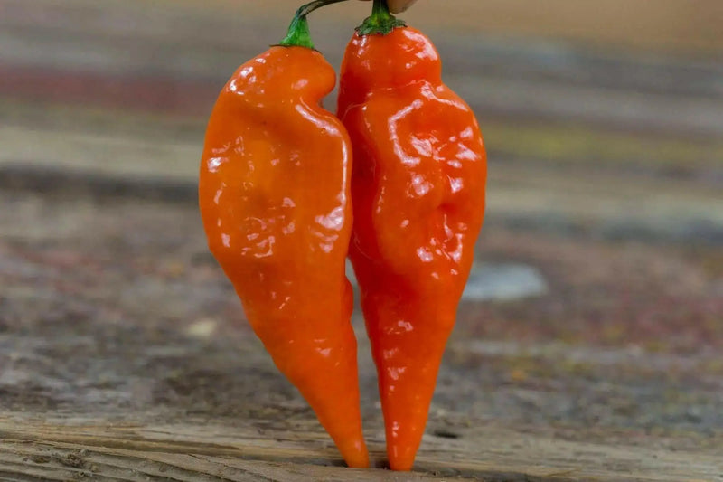 Habanada SEASONING PEPPER ( Capsicum chinense) LIVE PLANT - Caribbean garden seed