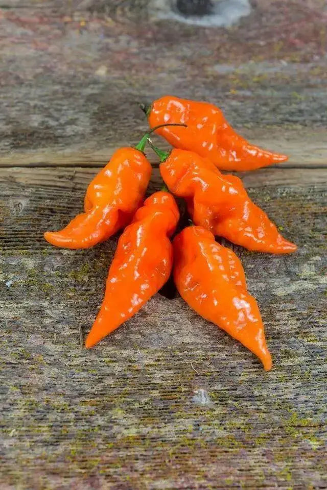 Habanada SEASONING PEPPER ( Capsicum chinense) LIVE PLANT - Caribbean garden seed