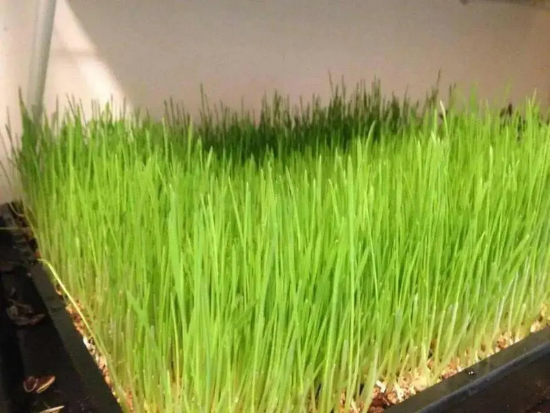 Hard Red Wheat Seed,Grow Wheatgrass, Flour,Grain,Bread, - High Germination - Caribbean garden seed