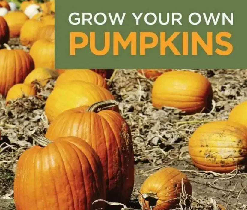 Halloween Pumpkin, 'Jack O' Lantern' (Winter Squash Seeds) - Caribbean garden seed